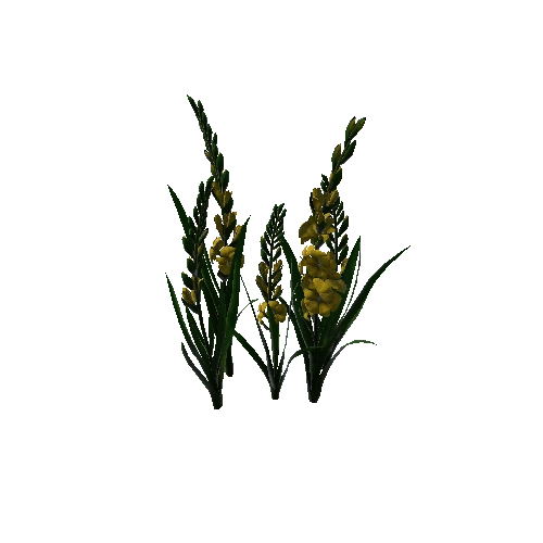 flower gladiolus 5.2